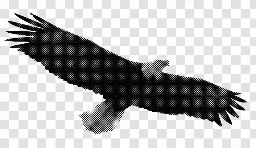 T-shirt Bald Eagle Bird Clip Art - Of Prey - Flag Transparent PNG