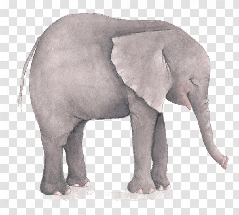 Watercolor Painting Flower Illustration - Terrestrial Animal - Elephant Transparent PNG