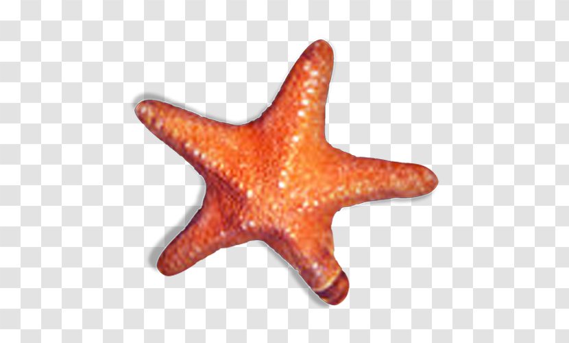 Starfish Sea Orange - Organism Transparent PNG