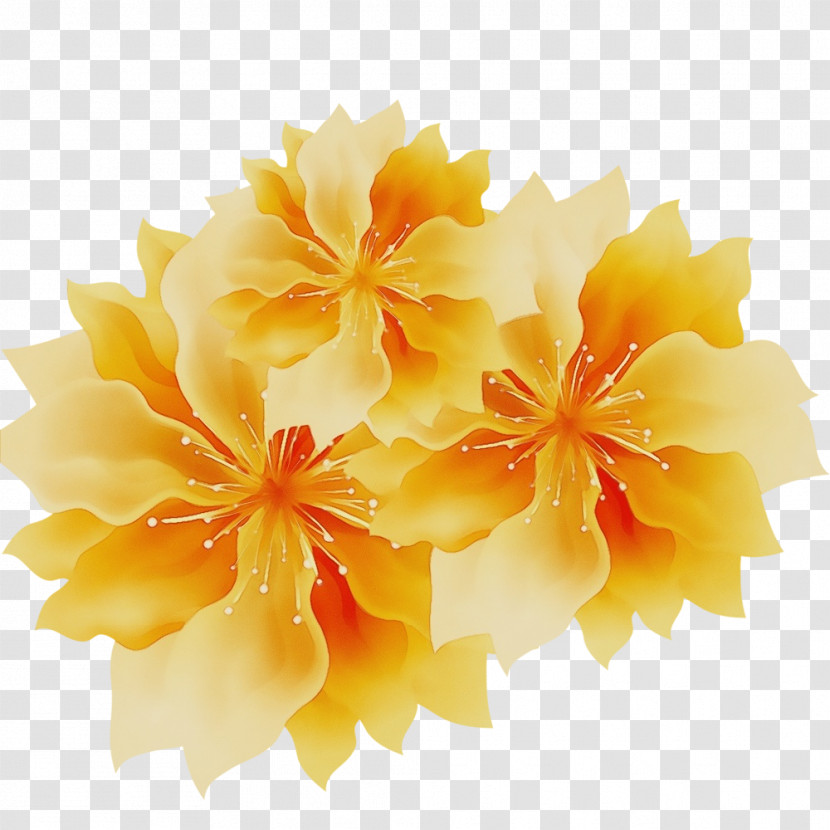 Hibiscus Mallows Floristry Cut Flowers Petal Transparent PNG