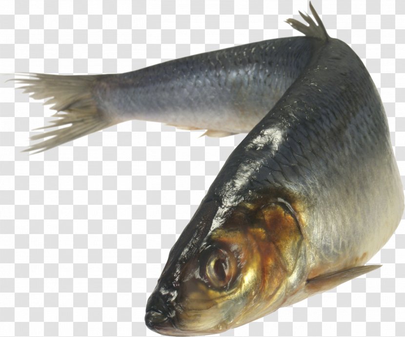 Atlantic Herring Zakuski Vorschmack Fish As Food Japanese Pilchard - Clupea Transparent PNG