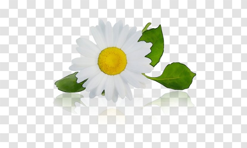 Daisy - Wet Ink - Flowering Plant Transparent PNG