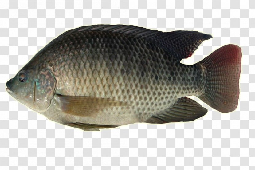 Nile Tilapia Freshwater Fish Perch - Food Transparent PNG