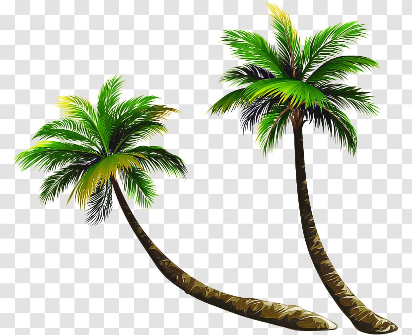 Palm Tree - Woody Plant - Terrestrial Transparent PNG