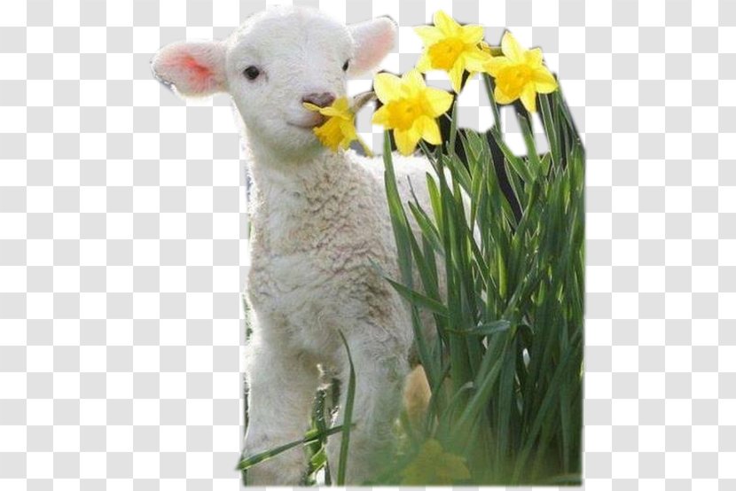 Flower Baby Animals Playing Easter Bunny Bird - Floristry Transparent PNG