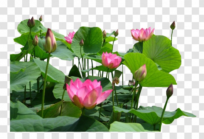 Aquatic Plants Flower Egyptian Lotus Proteales Nelumbo Nucifera - Flamingo Transparent PNG