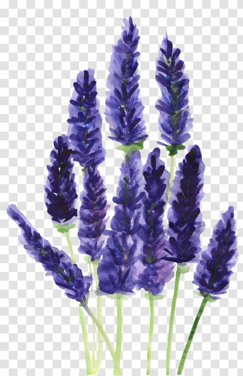 Lavender Watercolor: Flowers Plants Botany Drawing - Purple Transparent PNG