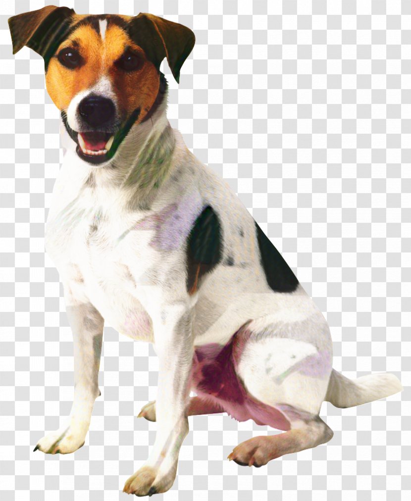 Dog And Cat - Food - Smooth Fox Terrier Companion Transparent PNG