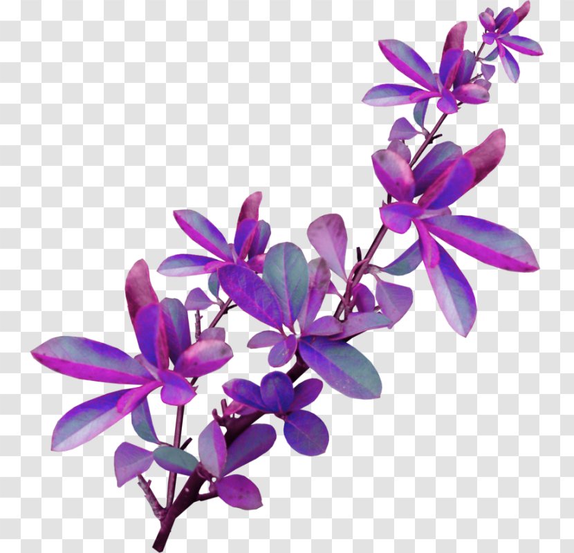 Cut Flowers Peep-toe Shoe Petal - Flowering Plant - Flower Transparent PNG