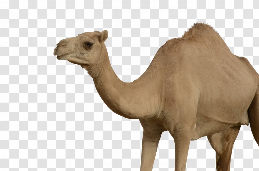 Bactrian Camel Dromedary - Snout Transparent PNG