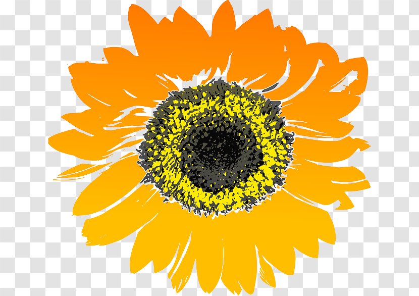 Common Sunflower Drawing Clip Art - Cartoon Transparent PNG