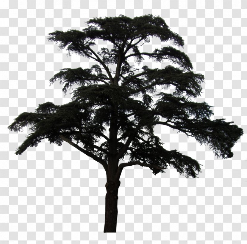 Scots Pine Plant Black And White Idea Transparent PNG