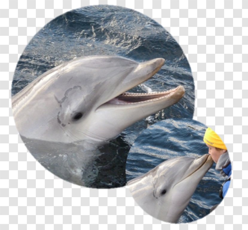 Common Bottlenose Dolphin Short-beaked Tucuxi Wholphin Striped - Fin - Water Transparent PNG