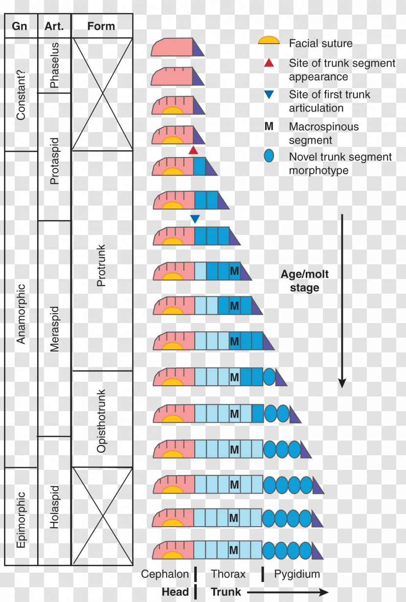 Stratigraphic Column Geology Education Stratigraphy Earth Science - Geological Formation - Text Transparent PNG