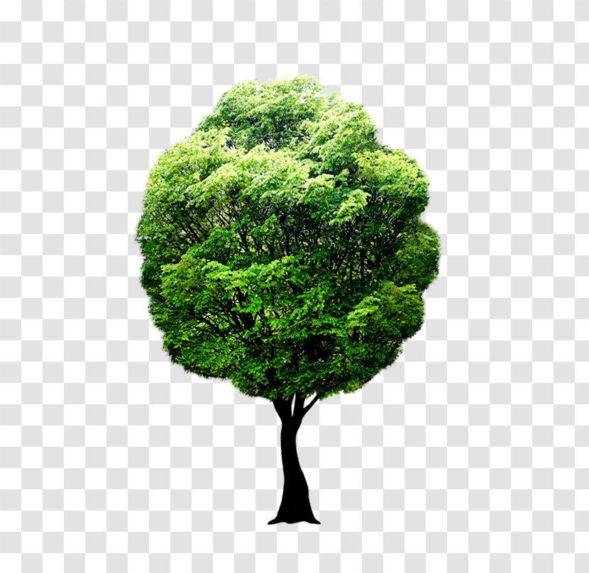 Fruit Tree Forest Photography - Grass - Ppt边框 Transparent PNG