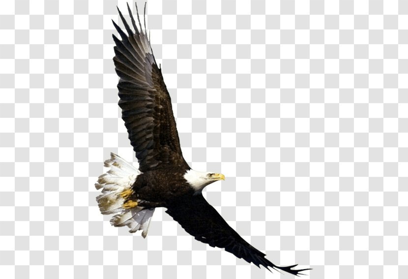Bald Eagle Bird Flight White-tailed - Booted - Hit The Sky Transparent PNG
