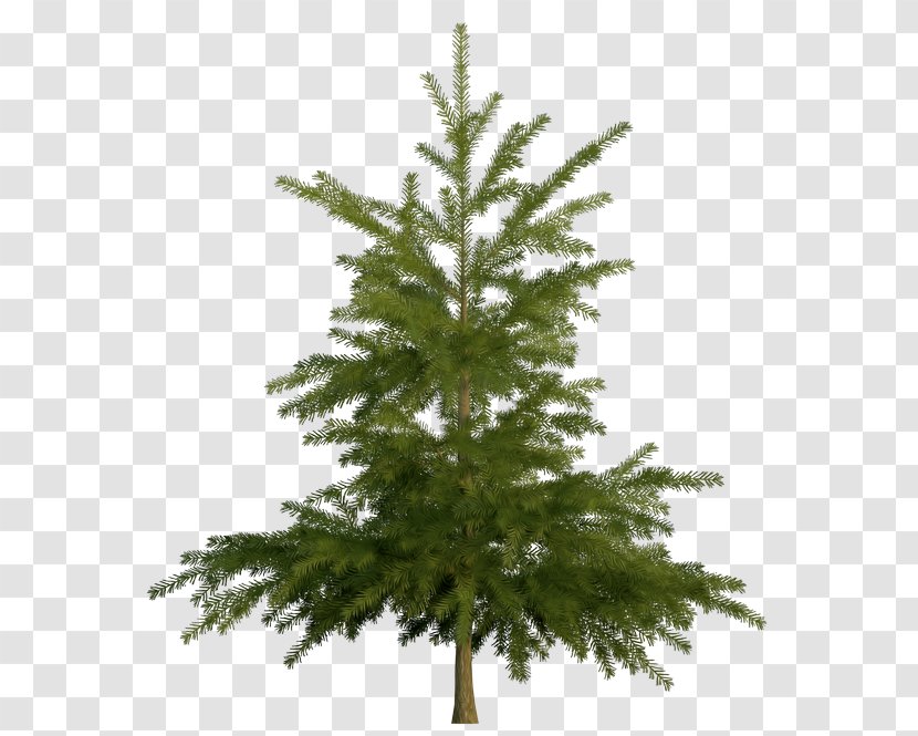 Spruce Fir Pine Stock Photography - Twig - Tree Transparent PNG