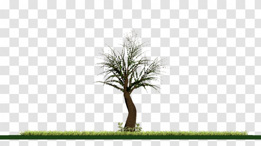 Creative Commons License Asian Palmyra Palm Share-alike - Tree - Arecales Transparent PNG