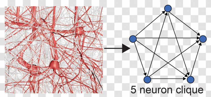 Blue Brain Project Neuron Clique Geometry - Neuroscience - Topology Transparent PNG