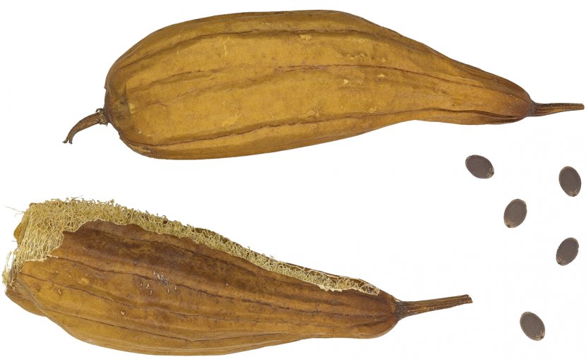 Calabaza Sponge Gourd Cucurbitaceae Luffa Operculata - Acutangula - Loofah Transparent PNG