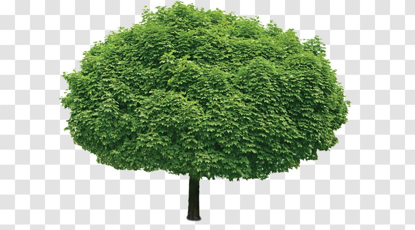 Tree Stock Photography Branch Shrub Transparent PNG