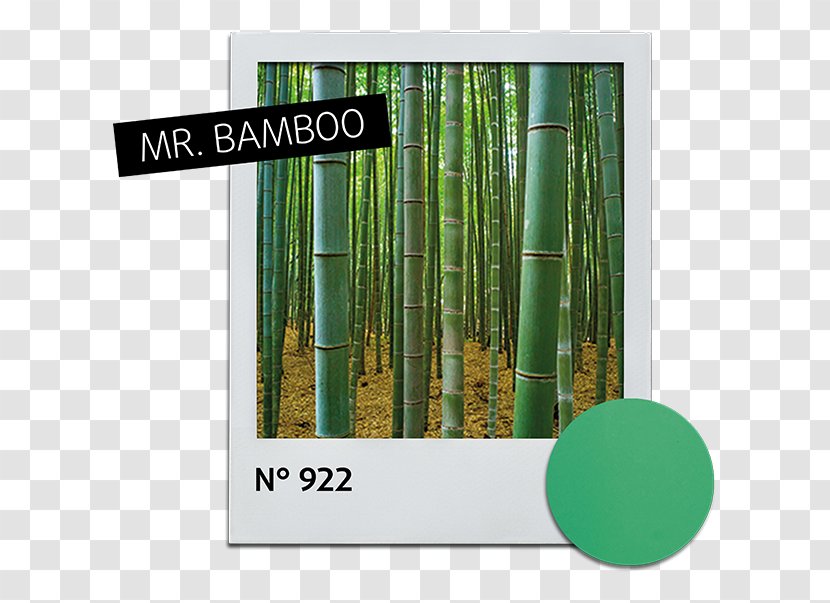 History Text Alessandro Striplac Nail Polish White Bamboo Spa - Color - Strip Transparent PNG