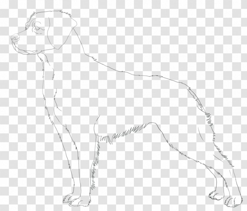 Dog Breed Retriever Companion Brittany Sporting Group - Puppy Transparent PNG