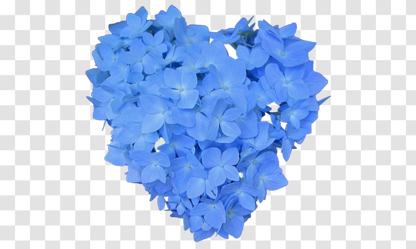 Hydrangeaceae Cut Flowers Petal - Lilac - Hydrangea Blue Transparent PNG