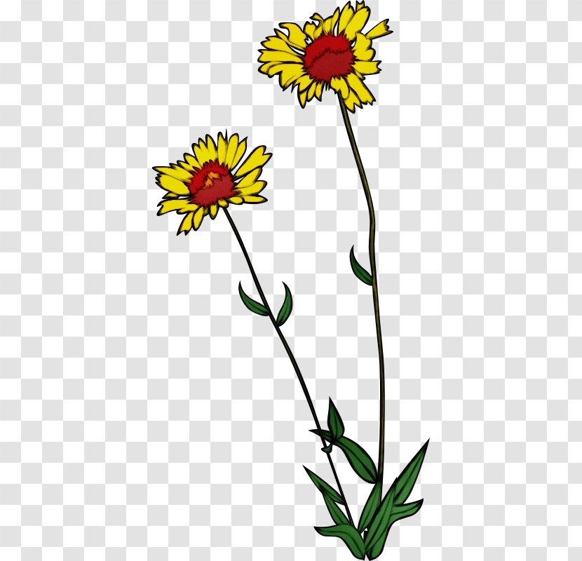 Flower Flowering Plant Yellow Tickseed - Orange Hawkweed Daisy Family Transparent PNG