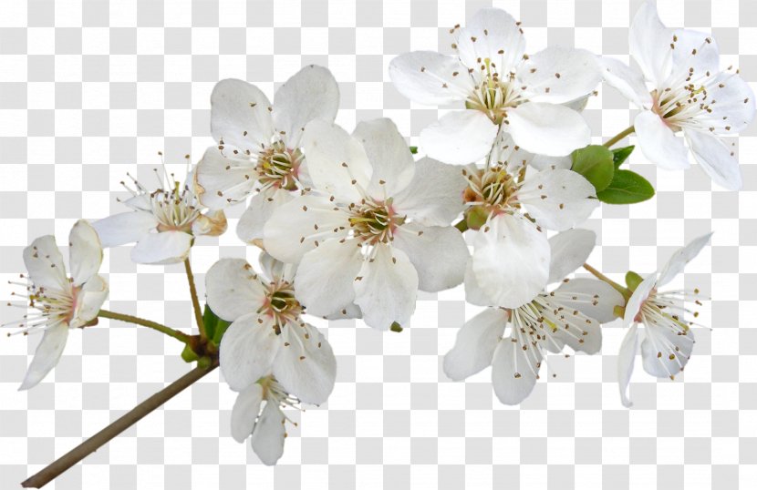 Cherry Blossom Cut Flowers Petal - Stau150 Minvuncnr Ad - Flower Transparent PNG