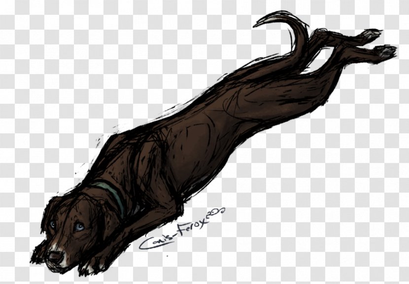 Dog Coyote Canis Ferox Drawing Mammal Transparent PNG
