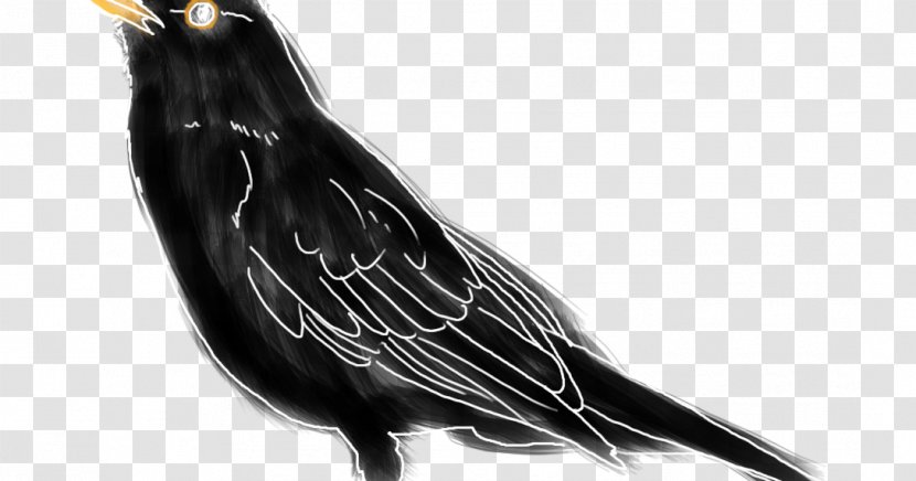 Beak Feather Transparent PNG