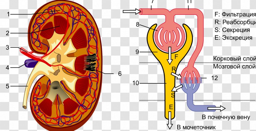 Kidney Renal Hilum Nephron Pelvis Ureter - Frame Transparent PNG