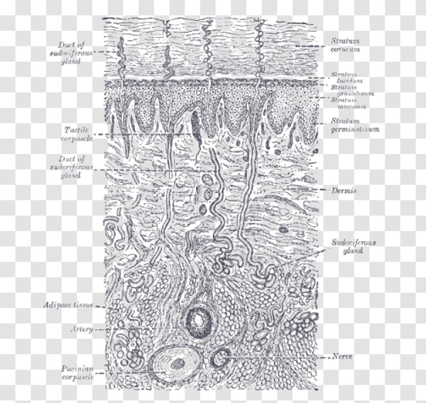 Gray's Anatomy Human Skin Tactile Corpuscle - Tree - Gland Transparent PNG