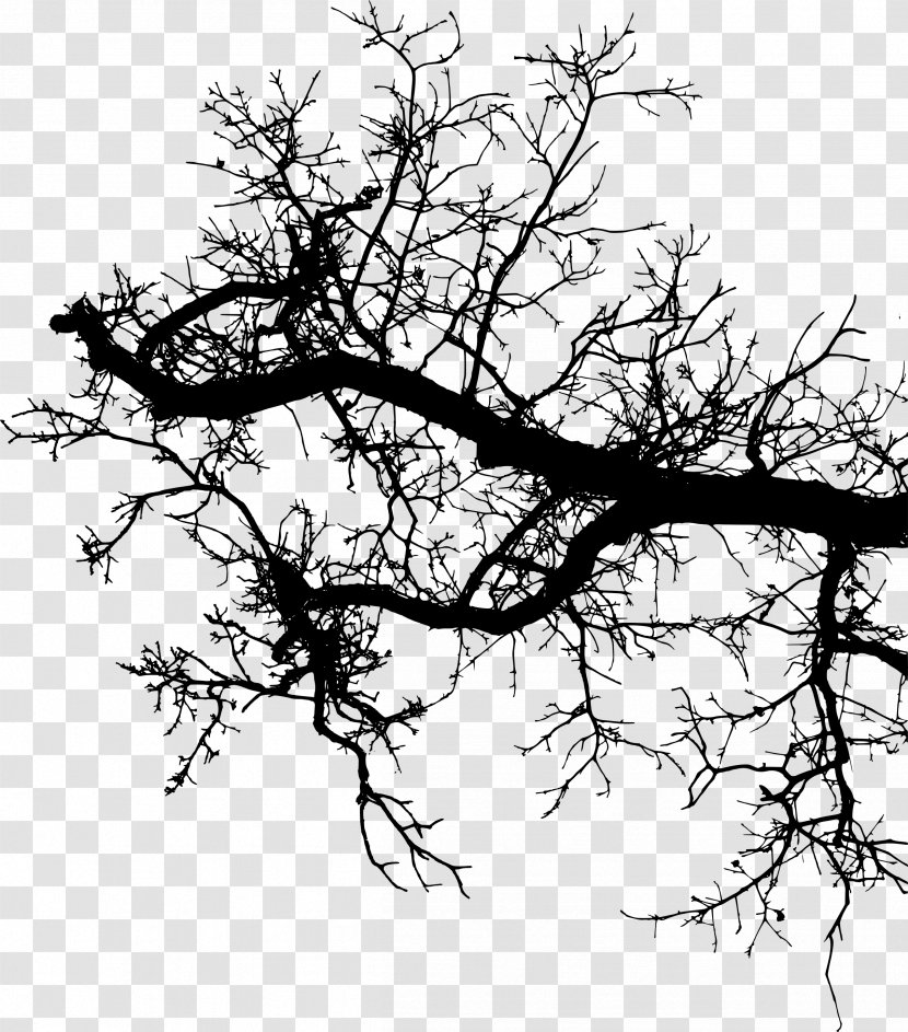 Twig Branch Silhouette Drawing - Paper - Branches Silouhette Transparent PNG
