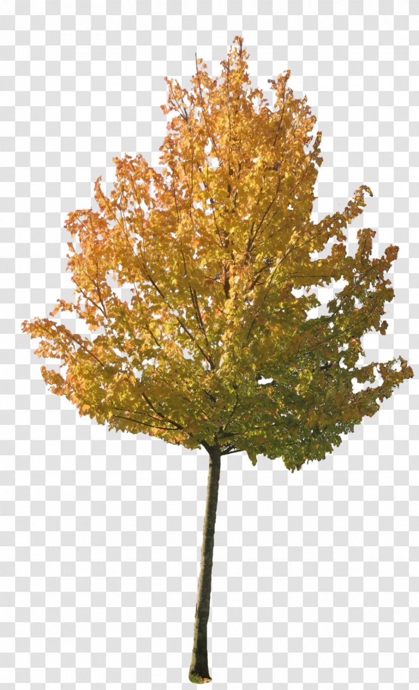 Tree Autumn Maple - Plant Transparent PNG