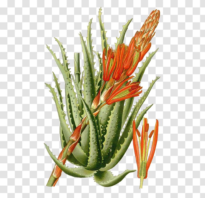 Aloe Arborescens Vera Favourite Flowers Of Garden And Greenhouse Succulent Plant Botany Transparent PNG