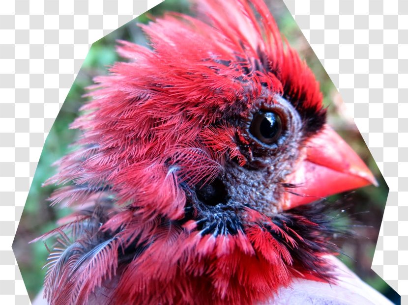 Bird Beak The Barn Owl Feather - Cardinal - Ear Hole Transparent PNG