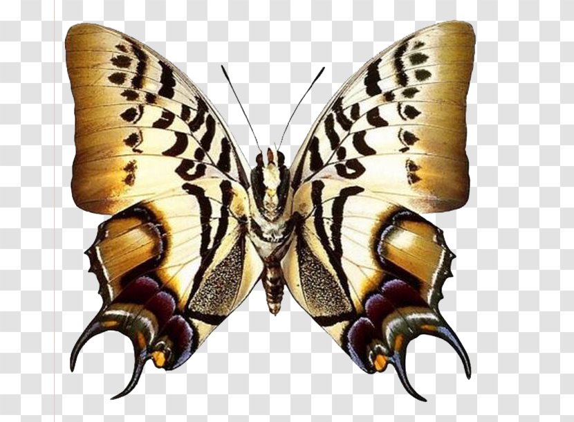 Butterfly Greta Oto Clip Art - Arthropod Transparent PNG
