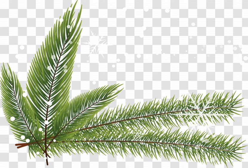 Fir Spruce Pine Twig Leaf - Family - Vector Winter Matsuba Transparent PNG