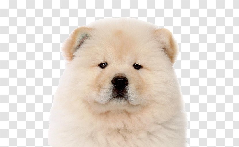 The Chow Puppy Keeshond Akita Transparent PNG