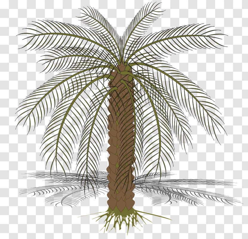 Arecaceae Date Palm Clip Art - Plant - Amazon Vector Transparent PNG
