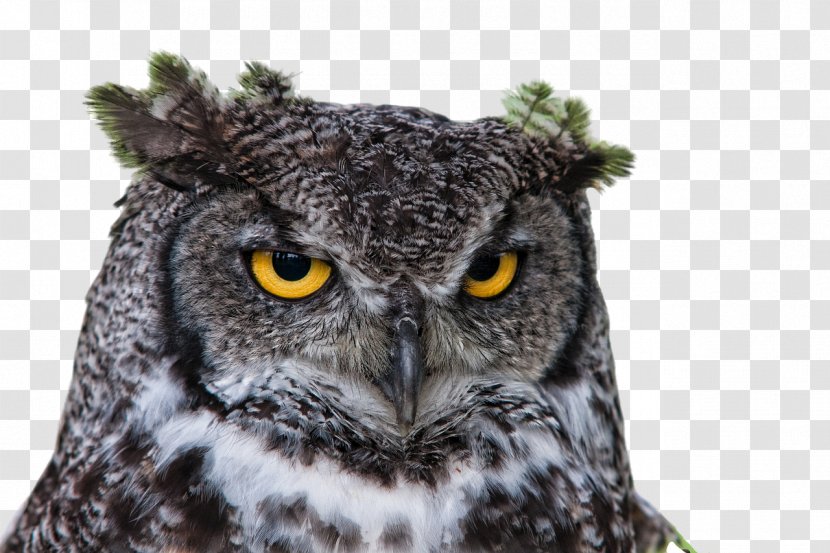 Owl Information - Bird Of Prey - Coruja Transparent PNG