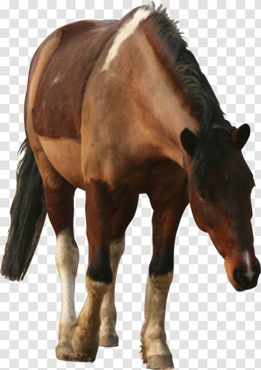 Pony Mustang Stallion Foal Mare - Mane - Horses Transparent PNG