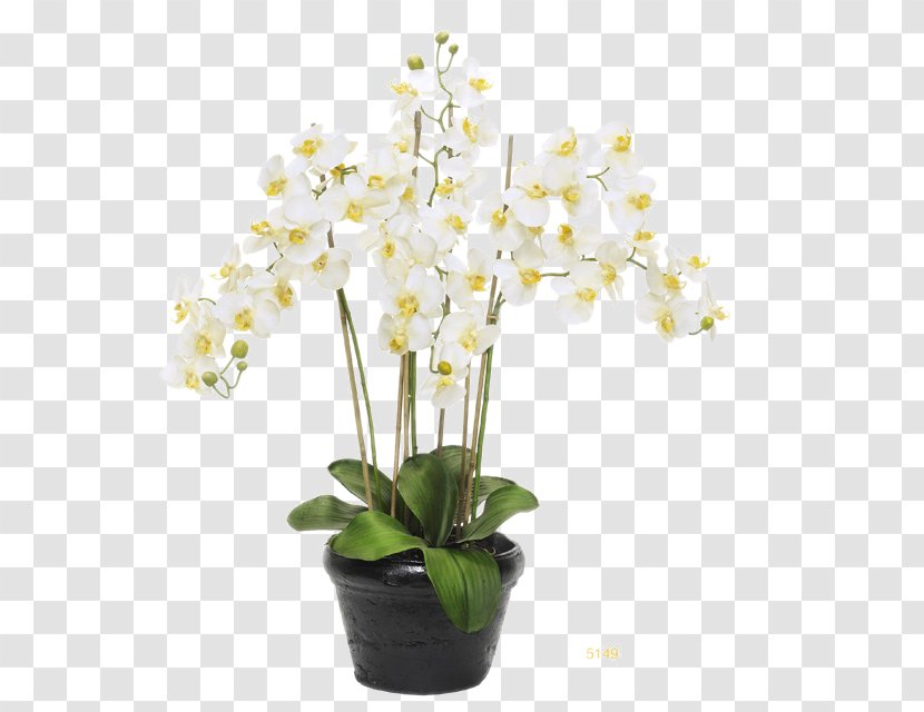 Moth Orchids Flowerpot - Houseplant - White Flower Pots Black Floral Decoration Software Installed Transparent PNG