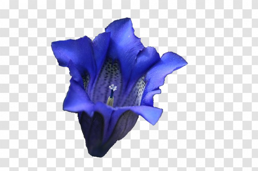 Lavender Blue Violet Lilac Purple - Cobalt - Flower Transparent PNG