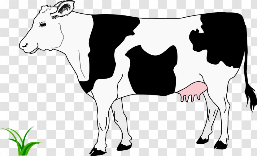 Beef Cattle Highland White Park Calf Clip Art - Cow Clipart Transparent PNG