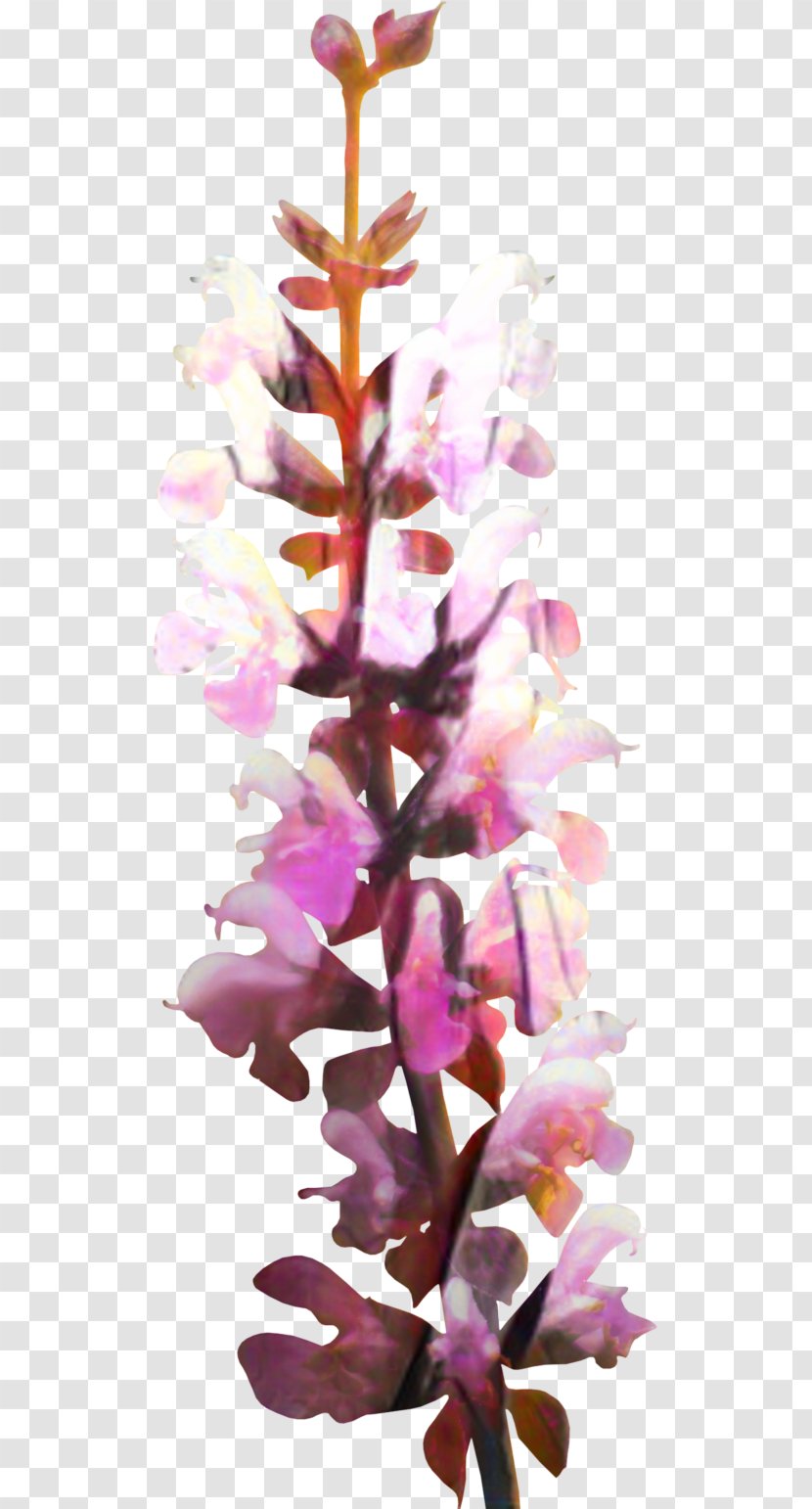 Floral Spring Flowers - Flower - Wildflower Magenta Transparent PNG