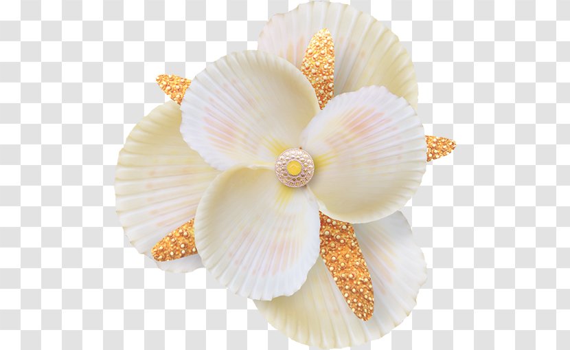 Shell Icon - Flower Transparent PNG