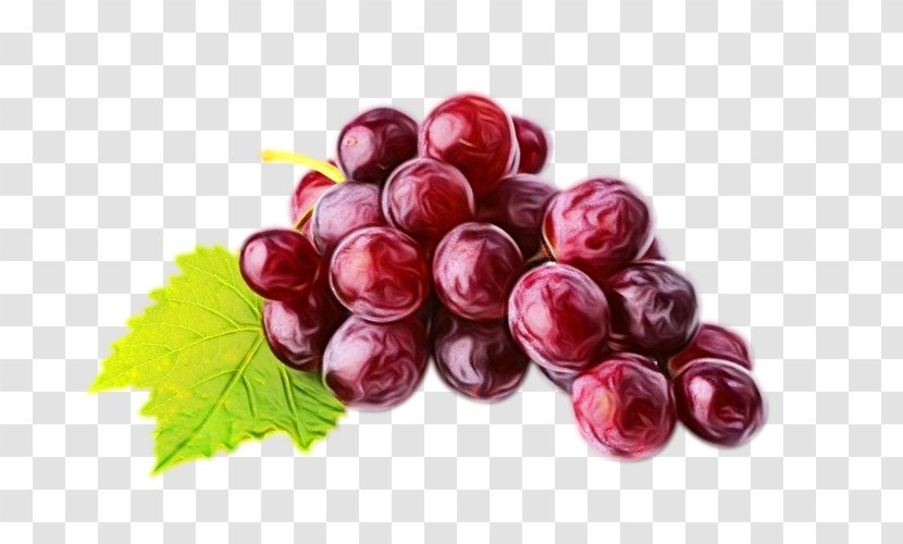 Watercolor Leaves - Grapevine Family - Currant Grape Seed Extract Transparent PNG